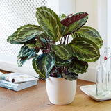 Planta care se Roaga Calathea Medallion, 35-45 cm, frunze elegante rotunde cu model simetric, verde si margini argintii, perfecta pentru orice decor interior