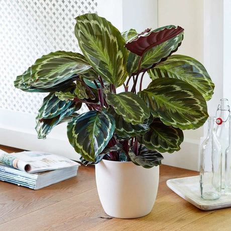 Planta care se Roaga Calathea Medallion, frunze elegante rotunde cu model simetric, verde si margini argintii, perfecta pentru orice decor interior - 70 cm
