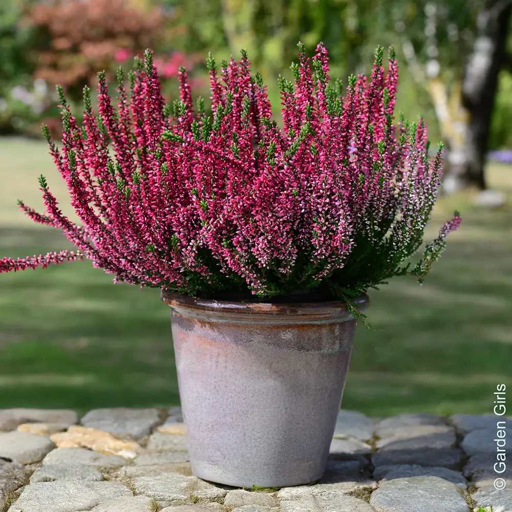 Calluna (Iarba Neagra) Franca, cu flori rosii-roz, vesnic verde, rezistenta la frig, de ghiveci sau gradina