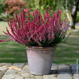 Calluna (Iarba Neagra) Franca, cu flori rosii-roz, vesnic verde, rezistenta la frig, de ghiveci sau gradina