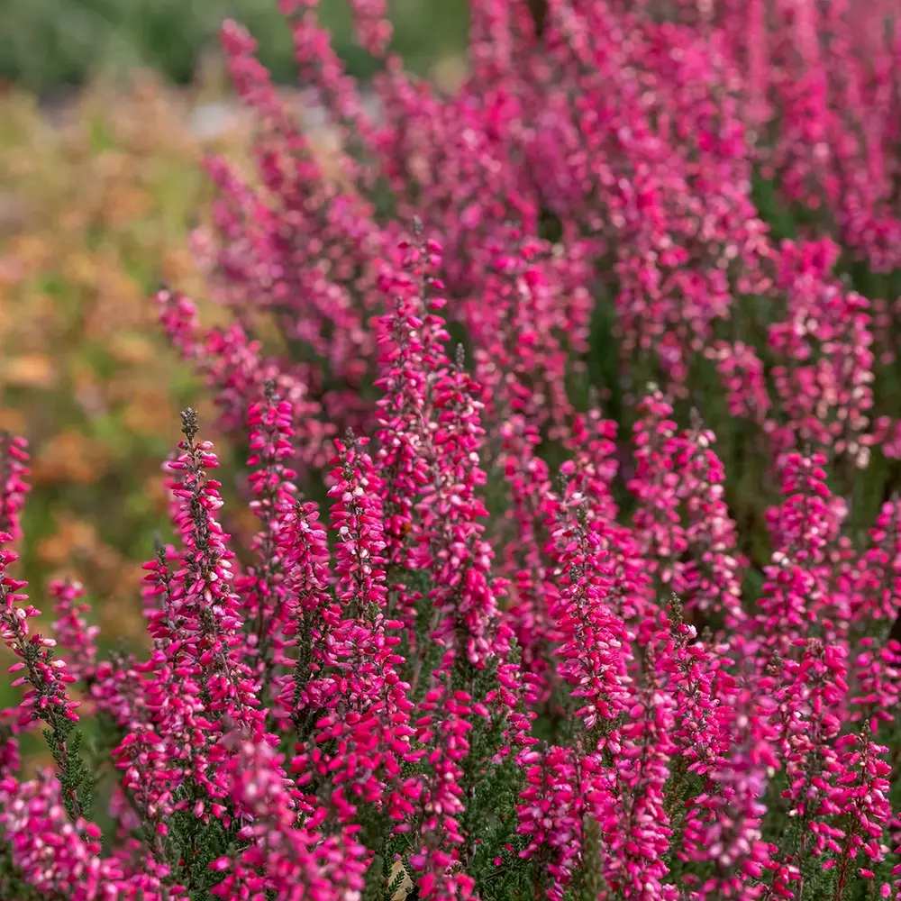 Calluna (Iarba Neagra) Franca, cu flori rosii-roz, vesnic verde, rezistenta la frig, de ghiveci sau gradina