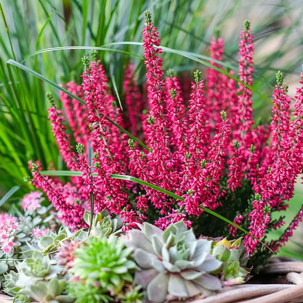 Calluna (Iarba Neagra) Franca, cu flori rosii-roz, vesnic verde, rezistenta la frig, de ghiveci sau gradina