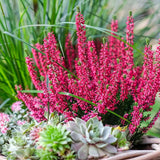 Calluna (Iarba Neagra) Franca, cu flori rosii-roz, vesnic verde, rezistenta la frig, de ghiveci sau gradina