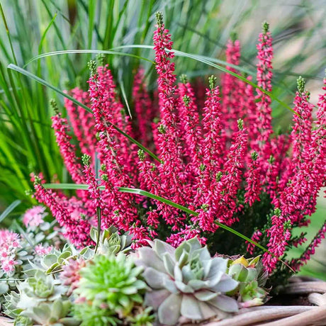 Calluna (Iarba Neagra) Franca, cu flori rosii-roz, vesnic verde, rezistenta la frig, de ghiveci sau gradina