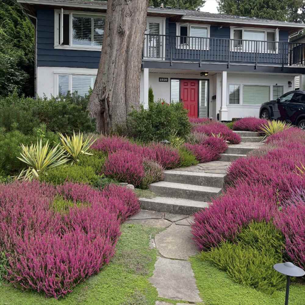 Calluna (Iarba Neagra) Franca, cu flori rosii-roz, vesnic verde, rezistenta la frig, de ghiveci sau gradina