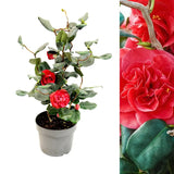 Trandafir Japonez Camellia Curly Lady,  arbust vesnic verde cu flori rosii si ramuri rasucite decorativ