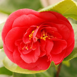 Trandafir Japonez Camellia Curly Lady,  arbust vesnic verde cu flori rosii si ramuri rasucite decorativ