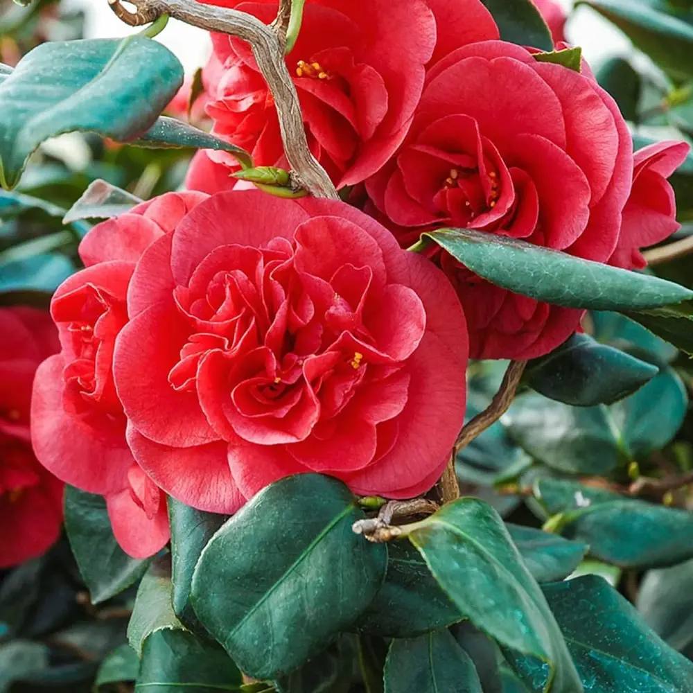 Trandafir Japonez Camellia Curly Lady,  arbust vesnic verde cu flori rosii si ramuri rasucite decorativ