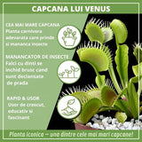 Planta carnivora Capcana lui Venus (Dionaea muscipula), planta de interior cu capcane active pentru insecte - 10 cm
