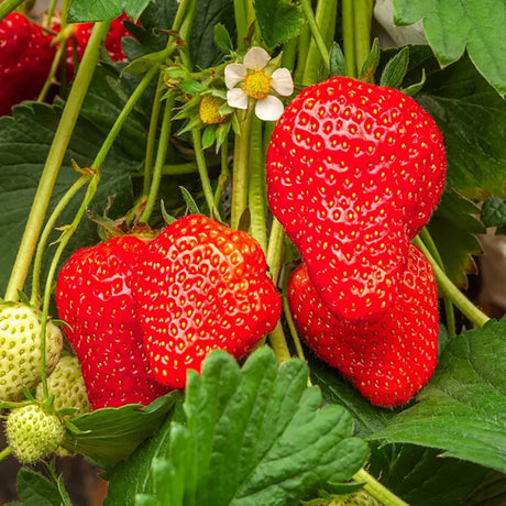 Capsun Productiv Elsanta (Fragaria Ananassa), cu fructe suculente dulci-acrisoare