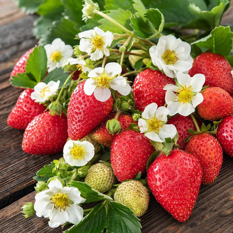 Capsun Productiv Elsanta (Fragaria Ananassa), cu fructe suculente dulci-acrisoare