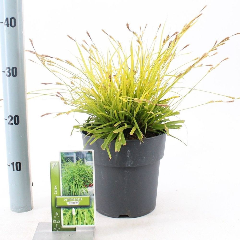 Iarba Ornamentala Carex Rogoz Everillo, perena galbena- lime, pentru umbra si ghivece, semi vesnic verde