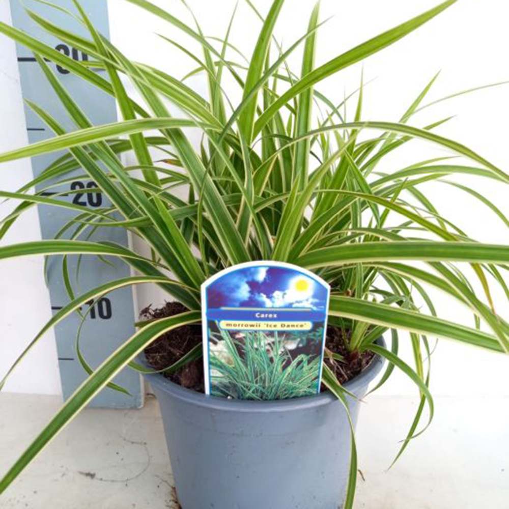 Iarba Ornamentala Carex Rogoz Ice Dance, perena bicolora, ideala pentru umbra si ghivece,semi vesnic verde