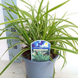 Iarba Ornamentala Carex Rogoz Ice Dance, perena bicolora, ideala pentru umbra si ghivece,semi vesnic verde