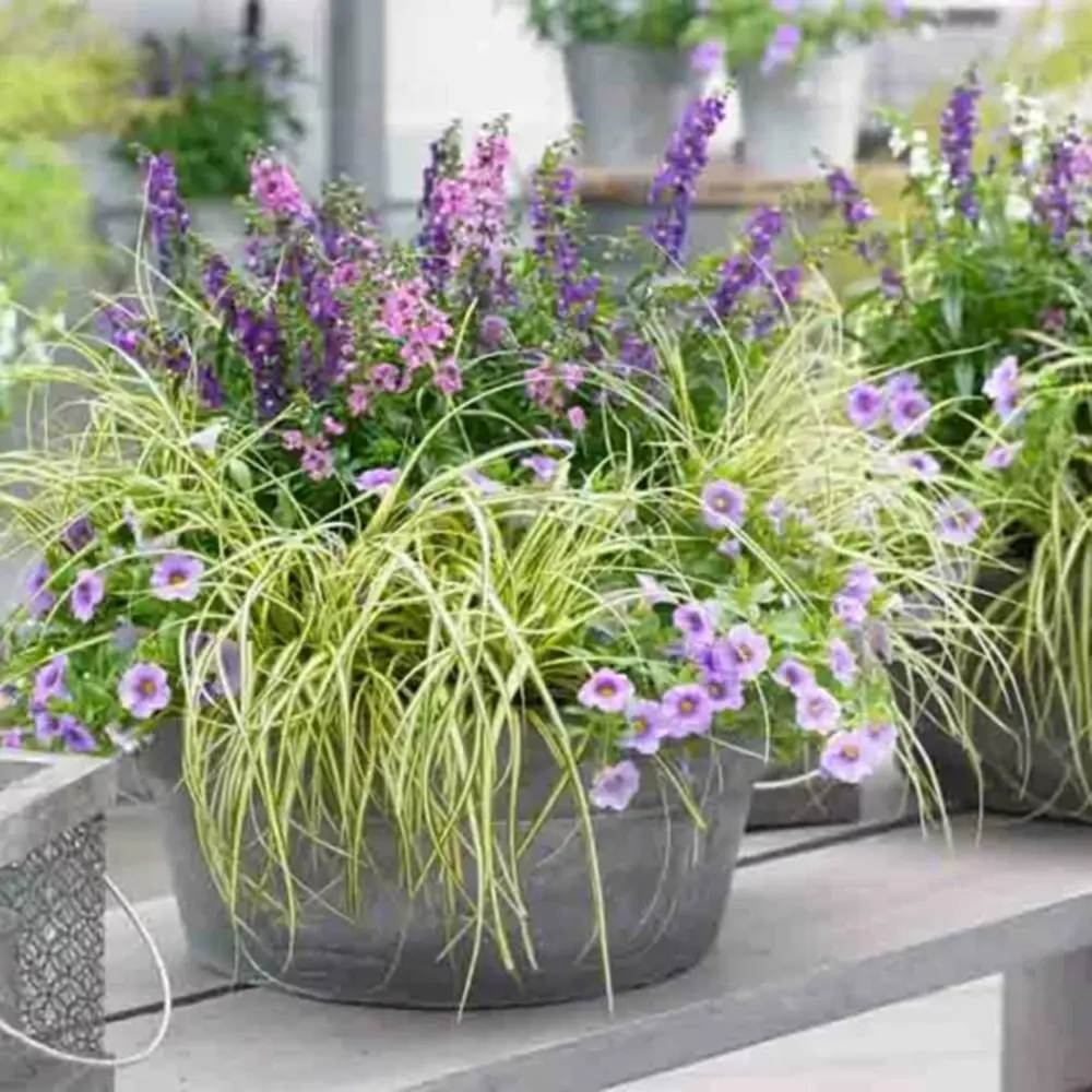 Iarba Ornamentala Carex Rogoz Evercream, perena bicolora, ideala pentru umbra si ghivece, semi vesnic verde