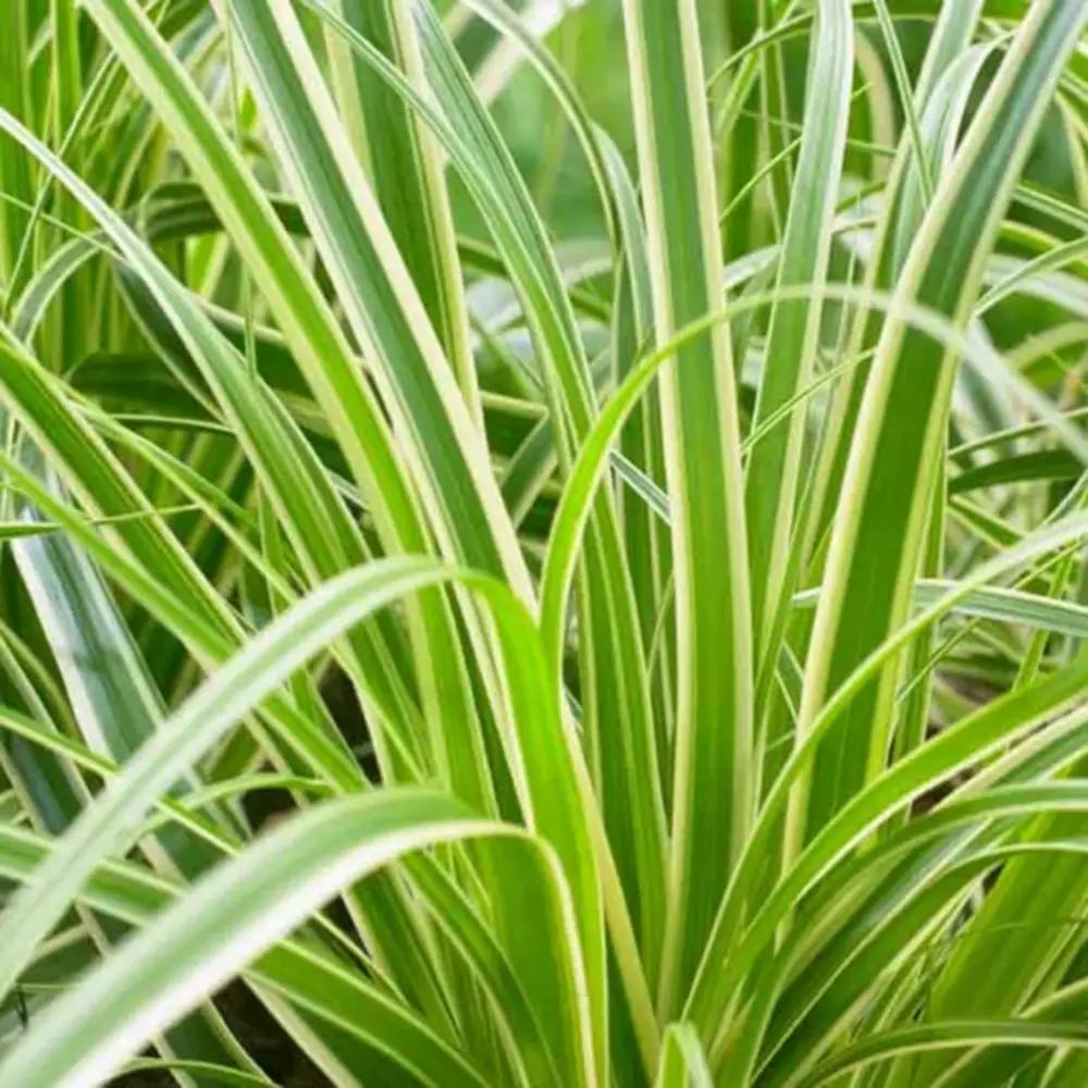 Iarba Ornamentala Carex Rogoz Evercream, perena bicolora, ideala pentru umbra si ghivece, semi vesnic verde