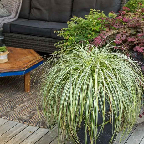Iarba Ornamentala Carex Rogoz Feather Falls, perena curgatoare, frunze bicolore, ideala pentru ghivece si umbra, semi vesnic verde