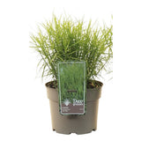 Iarba Ornamentala Rogoz Little Midge, perena pitica, ideala pentru umbra si ghivece, semi vesnic verde