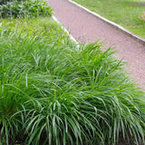 Iarba Ornamentala Carex Rogoz Irishgreen, iarba ornamentala vesnic verde, decor de umbra