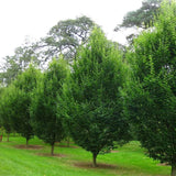 Carpen Piramidal (Carpinus Betulus Fastigiata), copac decorativ ingust, rezistent la frig, crestere moderata