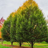Carpen Piramidal (Carpinus Betulus Fastigiata), copac decorativ ingust, rezistent la frig, crestere moderata