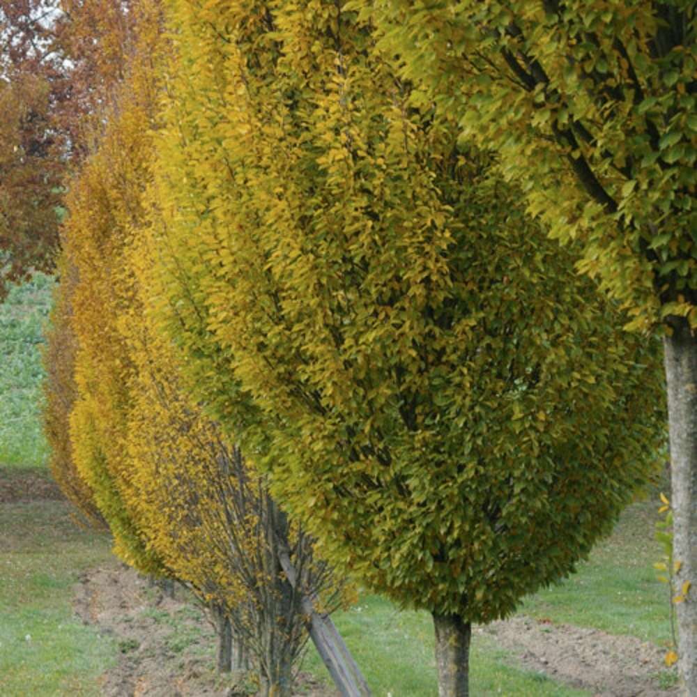 Carpen Piramidal (Carpinus Betulus Fastigiata), copac decorativ ingust, rezistent la frig, crestere moderata