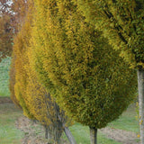 Carpen Piramidal (Carpinus Betulus Fastigiata), copac decorativ ingust, rezistent la frig, crestere moderata