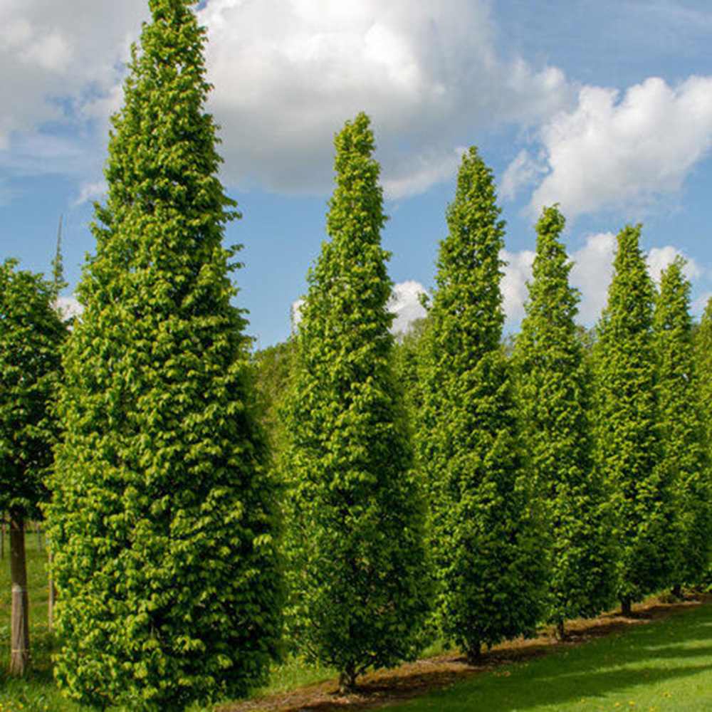 Carpen Columnar Lucas (Carpinus Betulus), carpen columnar, aspect arhitectural, coroana compacta, gradini moderne)