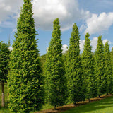 Carpen Columnar Lucas (Carpinus Betulus), carpen columnar, aspect arhitectural, coroana compacta, gradini moderne)