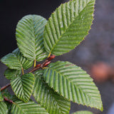 Carpen Columnar Lucas (Carpinus Betulus), carpen columnar, aspect arhitectural, coroana compacta, gradini moderne)