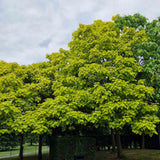 Catalpa Nana Globulara Auriu (Arbore Trompeta) - VERDENA - Tulpina de 120 cm inaltime, ghiveci de 7.5 l