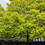 Catalpa Nana Globulara Auriu (Arbore Trompeta) - VERDENA - Tulpina de 120 cm inaltime, ghiveci de 7.5 l