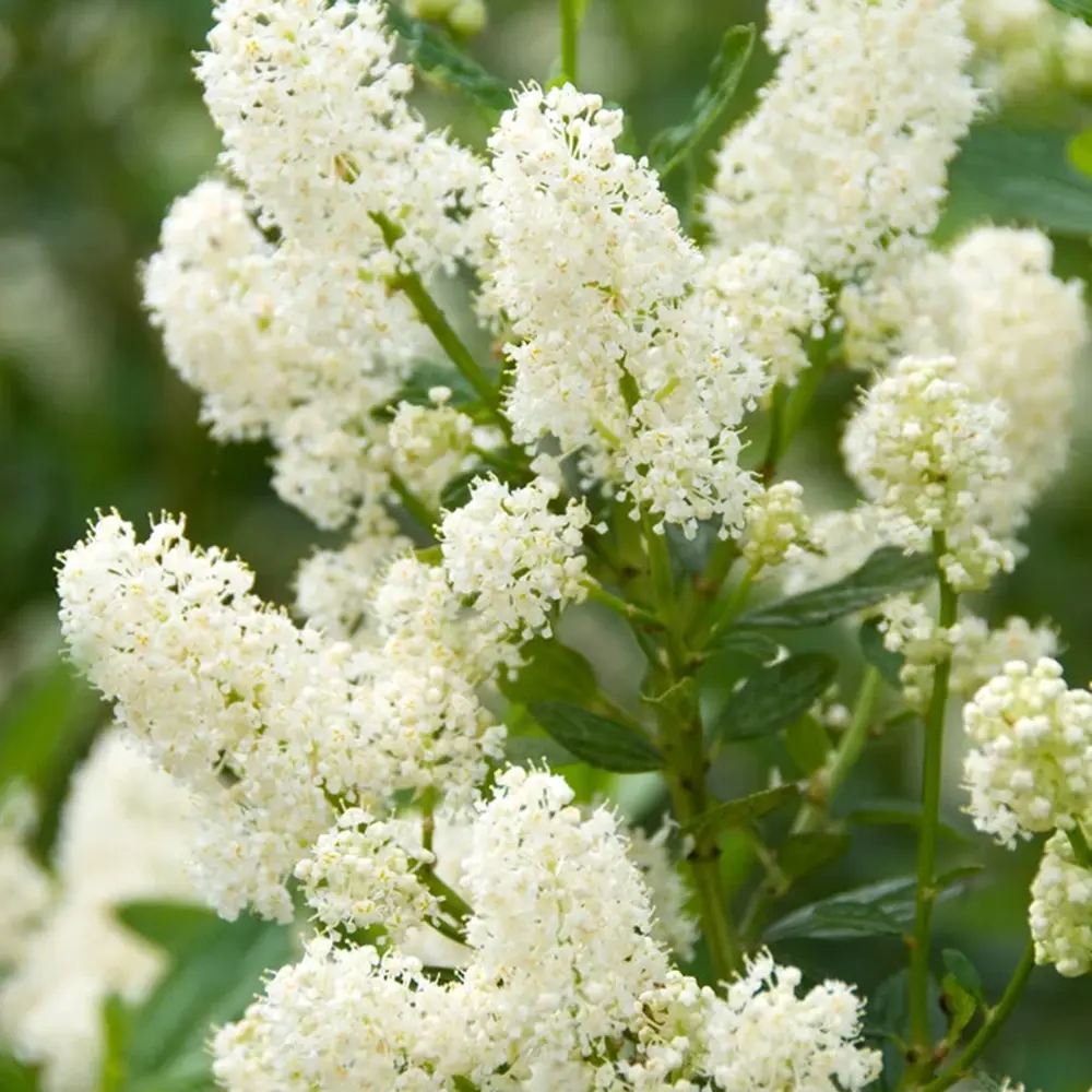 Liliac albastru californian (Ceanothus) Millerton Point, arbust vesnic verde, flori albastre, crestere rapida
