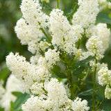 Liliac albastru californian (Ceanothus) Millerton Point, arbust vesnic verde, flori albastre, crestere rapida