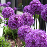 Bulbi Ceapa Ornamentala (Allium) Purple Sensation, cu flori sferice violet intens