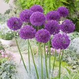 Bulbi Ceapa Ornamentala (Allium) Purple Sensation, cu flori sferice violet intens