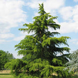 Cedru de Himalaya (Cedrus Deodara)