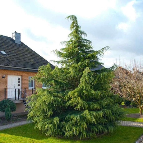 Cedru de Himalaya (Cedrus Deodara), cu aspect verde-argintiu si conuri decorative