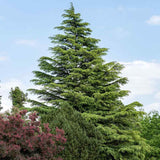 Cedru de Himalaya (Cedrus Deodara), cu aspect verde-argintiu si conuri decorative