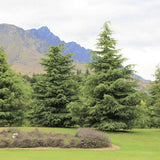 Cedru de Himalaya (Cedrus Deodara), cu aspect verde-argintiu si conuri decorative