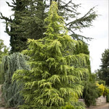 Cedru de Himalaya Auriu (Cedrus Deodara Aurea), cu ace moi aurii