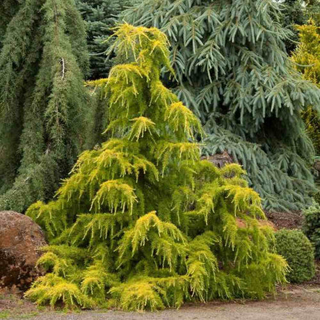 Cedru auriu Golden Horizon, cu ace aurii si forma curgatoare