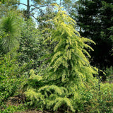 Cedru Pitic de Himalaya Lime Glow (Cedrus Deodara), conifere cu ace luminoase galben-verzui, vesnic verde