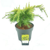Cedru Pitic de Himalaya Lime Glow (Cedrus Deodara), conifere cu ace luminoase galben-verzui, vesnic verde
