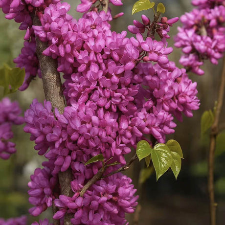 Arborele lui Iuda (Cercis Avondale), arbore ornamental cu flori roz-violet, cu inflorire direct pe ramuri, compact, rezistent la ger