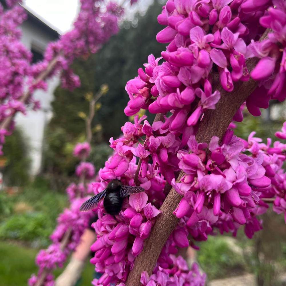 Arborele lui Iuda (Cercis Avondale), arbore ornamental cu flori roz-violet, cu inflorire direct pe ramuri, compact, rezistent la ger