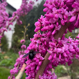 Arborele lui Iuda (Cercis Avondale), arbore ornamental cu flori roz-violet, cu inflorire direct pe ramuri, compact, rezistent la ger