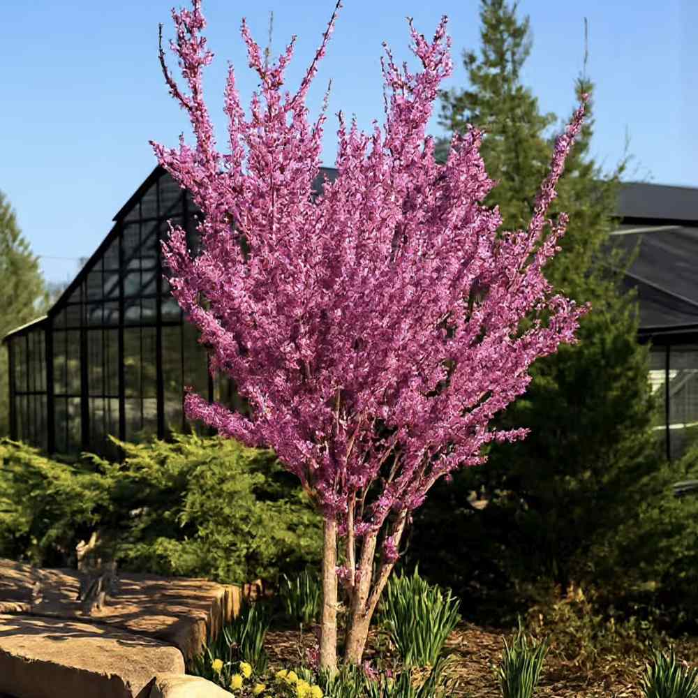 Arborele lui Iuda (Cercis Avondale), arbore ornamental cu flori roz-violet, cu inflorire direct pe ramuri, compact, rezistent la ger