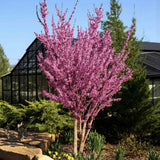 Arborele lui Iuda (Cercis Avondale), arbore ornamental cu flori roz-violet, cu inflorire direct pe ramuri, compact, rezistent la ger