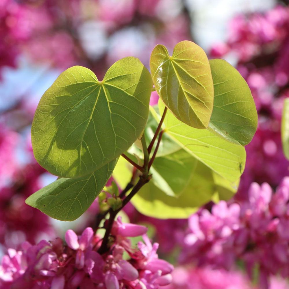 Arborele lui Iuda (Cercis Avondale), arbore ornamental cu flori roz-violet, cu inflorire direct pe ramuri, compact, rezistent la ger